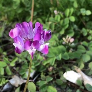 レンゲソウ,かわいい雑草,花のある暮らし,休耕田,今日のお花の画像