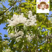 エビネ,エビネ,タンポポ,タンポポ,アオダモの画像