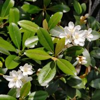 シャリンバイの画像