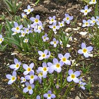 アゲラタム,アゲラタム,アジュガ,アジュガ,タツナミソウの画像