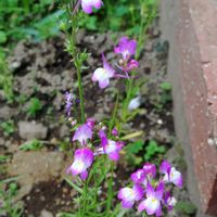 リナリアの画像