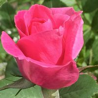 バラ,ありがとう♡,繋がりに感謝✨,放ったらかし隊,めんこ〜い(｡•ᴗ•｡)♡の画像