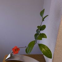 木瓜,一輪挿し,iPhone撮影,asingleflowervase,階段/廊下の画像