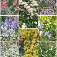 コデマリ,ヘリクリサム・ルビークラスター,モッコウバラ,モッコウバラ,芝桜の画像