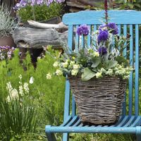 宿根スターチス  リモニウム  ペレジー,寄せ植え,母の日,母の日のプレゼント,青・あお・ブルーの画像