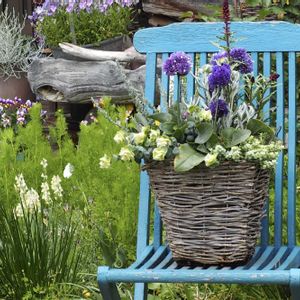 宿根スターチス  リモニウム  ペレジー,寄せ植え,母の日,母の日のプレゼント,青・あお・ブルーの画像