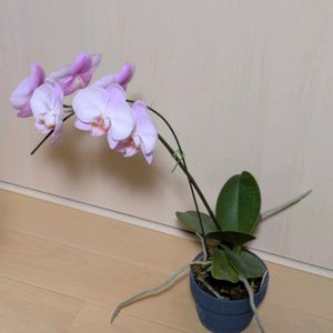 ミニ胡蝶蘭,カメムシ,多肉植物,葉挿し,多肉寄せ植えの画像