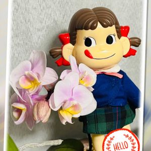 胡蝶蘭,ミニ胡蝶蘭,ミニ胡蝶蘭,ミニ胡蝶蘭,ミニ胡蝶蘭の画像