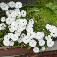 セキチクの画像