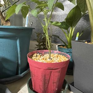 ミニトマト,ミニトマト 純あま オレンジ,ミニトマト 純あま オレンジ,リメイク鉢,リメイクスリット鉢の画像