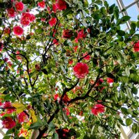 ツバキ,ヤナギ,散歩,つぶやき,北海道の画像