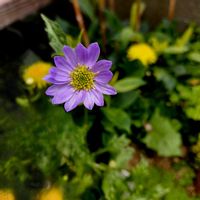 ミヤコワスレ,ミヤコワスレ,都忘れ,小さな庭の画像