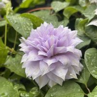 クレマチス,クレマチス‘ベルオブウォーキング’,鉢植え,マンション専用庭,ガーデニング初心者の画像