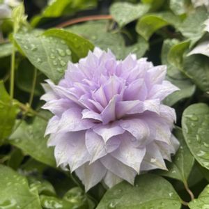 クレマチス,クレマチス‘ベルオブウォーキング’,鉢植え,マンション専用庭,ガーデニング初心者の画像