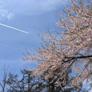 シラー・カンパニュラータ,アンティーク,アンティーク雑貨,春の訪れ,バラのある暮らしの画像