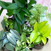 ポトス・エンジョイ,フィロデンドロン・シルバーメタル,ゴールデンポトス,ポトス・パーフェクトグリーン,ポトス・マーブルクイーンの画像