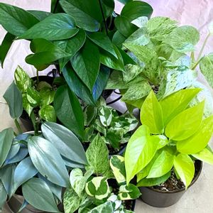 ポトス・エンジョイ,フィロデンドロン・シルバーメタル,ゴールデンポトス,ポトス・パーフェクトグリーン,ポトス・マーブルクイーンの画像