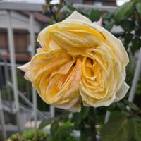 ゴールデンハート。,ゴールデンハート。,ゴールデンハート。,鉢植え,屋上ガーデンの画像