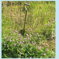 ヒトツバタゴ,レンゲソウ,ナンジャモンジャ,今日のお花,繋がりに感謝✨の画像