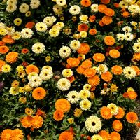 キンセンカ,ノースポール,リナリア,ワスレナグサ,パンジーの画像