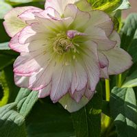 クリスマスローズ,スイセン,ブルーインパルス　サクラ,植物のある暮らし,咲いた❤の画像