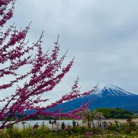 トキワマンサク,ネモフィラ・インシグニスブルー,アメリカ ハナズオウ,河口湖大石公園,秘密の花園♡の画像