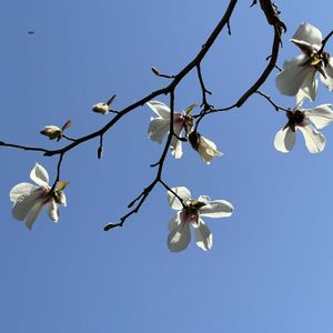 コブシ,白い花,青空,青空の下,今日も元気での画像