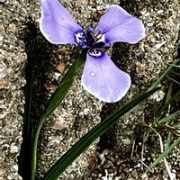 チリアヤメ,チリアヤメ,ネメシア,ネメシア,バーベナの画像