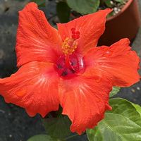 ハイビスカス,赤い花,今日も元気で,今日も笑顔で♡,花を通じて愛と平和をの画像