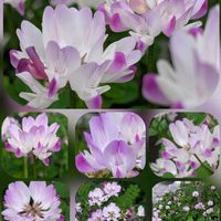 フランネルフラワー,レンゲソウ,アルメニア,ｵｽﾃｵｽﾍﾟﾙﾏﾑ,つまみ細工♡の画像