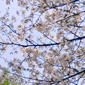 ヤマザクラ,春のお花,さくら 桜 サクラの画像