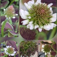 クレマチス,クローバー,ダイアンサス,チューリップ,ナデシコの画像