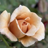 チランジア,バラ,ブルースター,イオナンタ,リラシナの画像