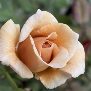 チランジア,バラ,ブルースター,イオナンタ,リラシナの画像