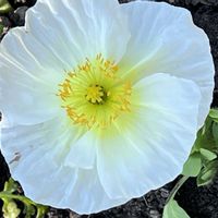 ポピー,白い花,今日も元気で,今日も笑顔で♡,花を通じて愛と平和をの画像