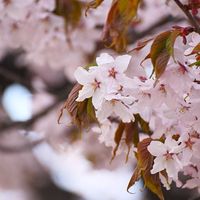 ミズバショウ,プラタナス,エゾヤマザクラ,キタコブシ,お出掛け先の画像