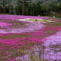 菜の花,ビオラ,芝桜,ビオラからの芝桜,菜の花からの芝桜の画像