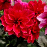 クレマチス,ダリア,いつもありがとう♡,綺麗,GSに感謝。の画像