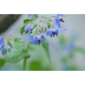 ポリジ,ハーブ,ハーブのある暮らし,ミラーレス一眼,青い花マニアの画像