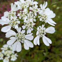 アグロステンマ,アグロステンマ,カスミソウ,スイートピー,スイートピーの画像