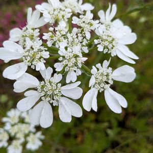 アグロステンマ,アグロステンマ,カスミソウ,スイートピー,スイートピーの画像