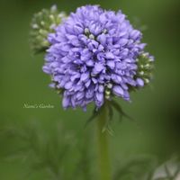 アジュガ,スカビオサ,ブラキカム,ギリア,オステオスペルマム　3Dの画像