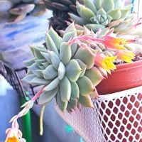 ティッピー,エケベリア　ティッピー,ダイソー,エケベリア属,植物男子ベランダーの画像