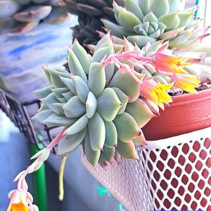 ティッピー,エケベリア　ティッピー,ダイソー,エケベリア属,植物男子ベランダーの画像