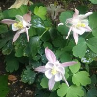 アリッサム,西洋オダマキ,よく咲くスミレ ・ロゼ,花のある暮らし,地味好きの画像