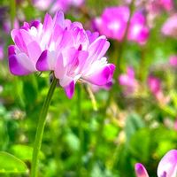 シラン,ネモフィラ,ヤグルマギク,レンゲソウ,ゼニアオイの画像