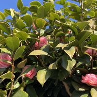 チューリップ,ルピナス,優しい気持ち,繋がりに感謝✨,今日も笑顔で♡の画像