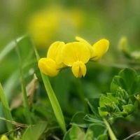 キツネノボタン,キツネノボタン（狐の牡丹）,ミヤコグサ(都草),イワニガナ（岩苦菜）,イワニガナ（岩苦菜）の画像