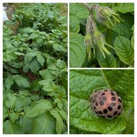 ジャガイモ,キタアカリ,メークイン,家庭菜園,畑の画像