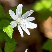 カタクリ,カタクリ,キクザキイチゲ,キクザキイチゲ,バッコヤナギの画像